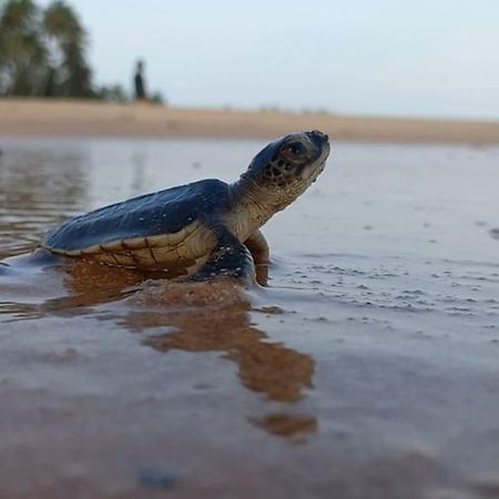 Turtle Watch Cabana Tangalle Kültér fotó