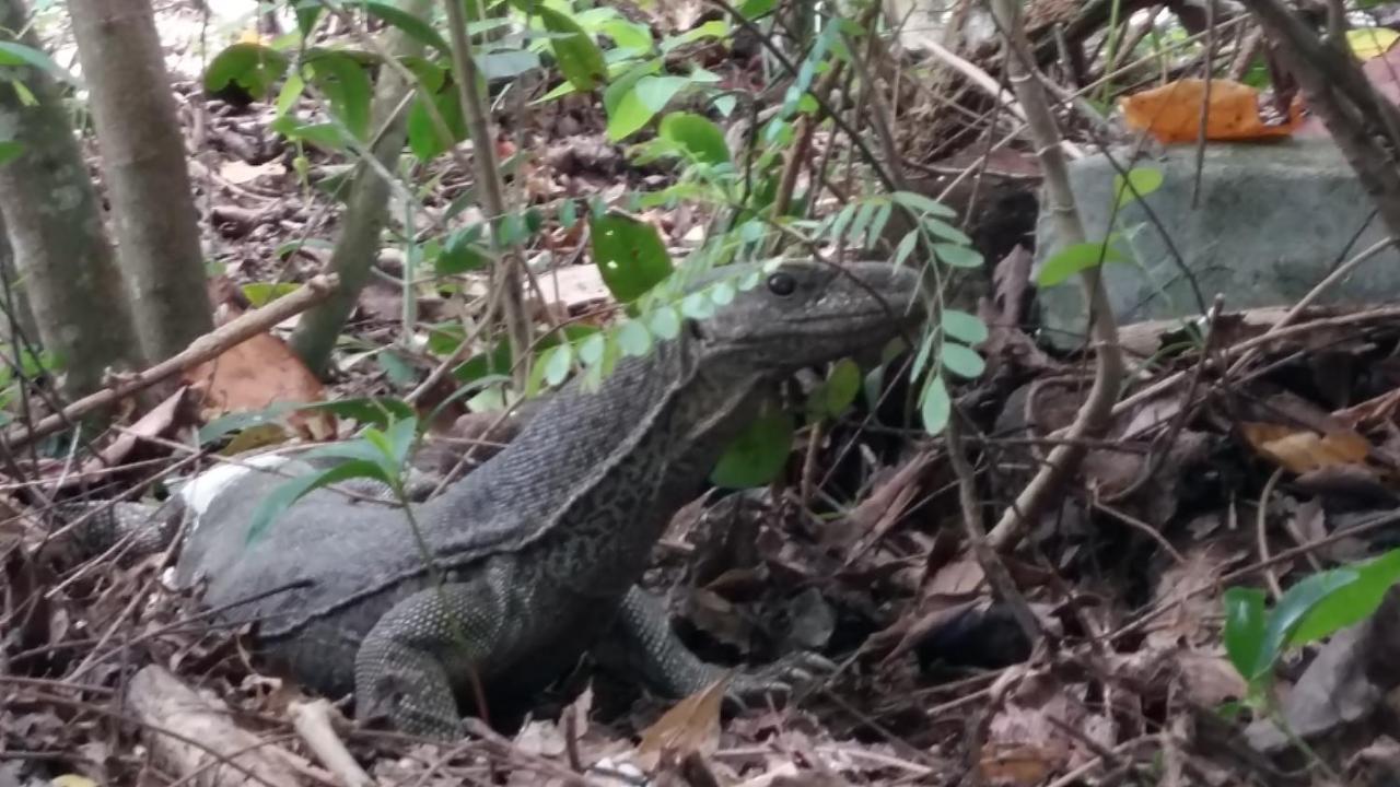 Turtle Watch Cabana Tangalle Kültér fotó